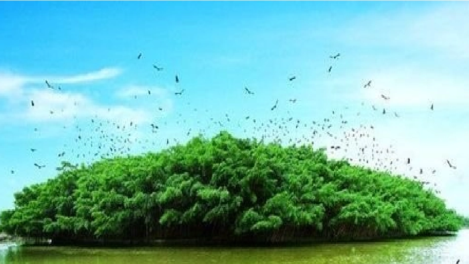 《鸟的天堂》第二课时_第2页