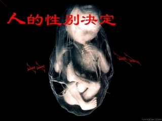 性别和性别的决定