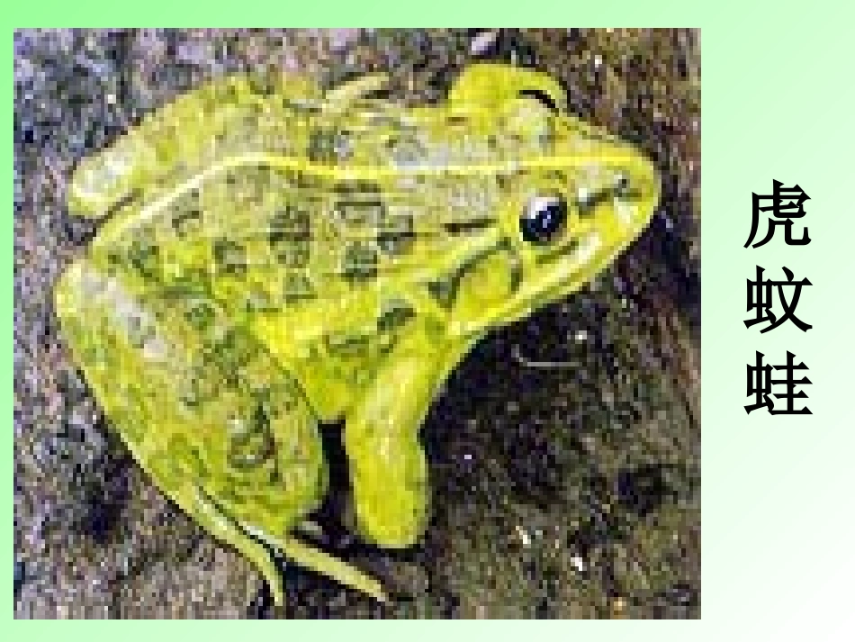 两栖动物的生殖和发育 (4)_第2页