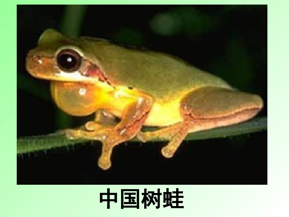 两栖动物的生殖和发育 (4)_第3页