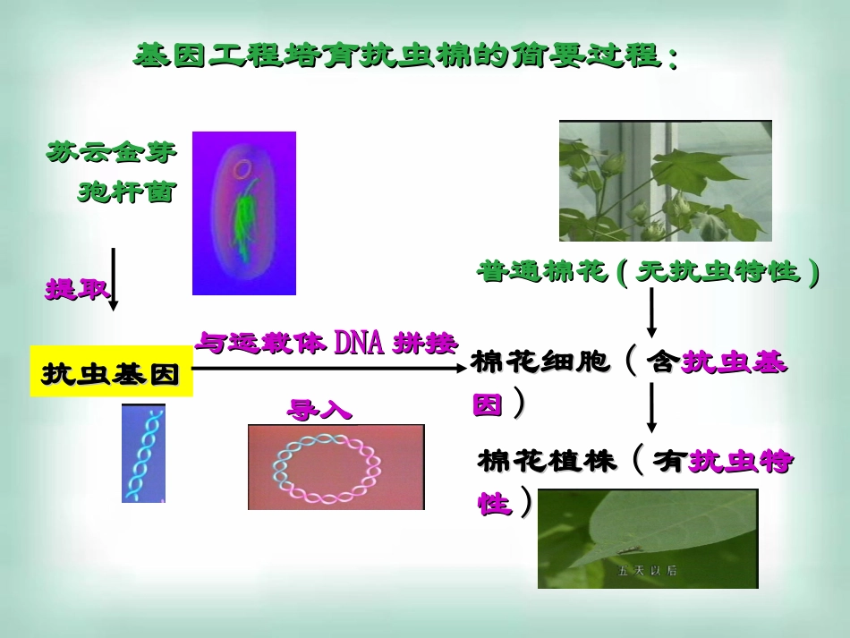 选修三12基因工程的基本操作程序_第2页