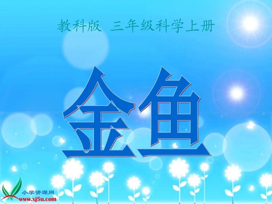 金鱼PPT课件。_第1页