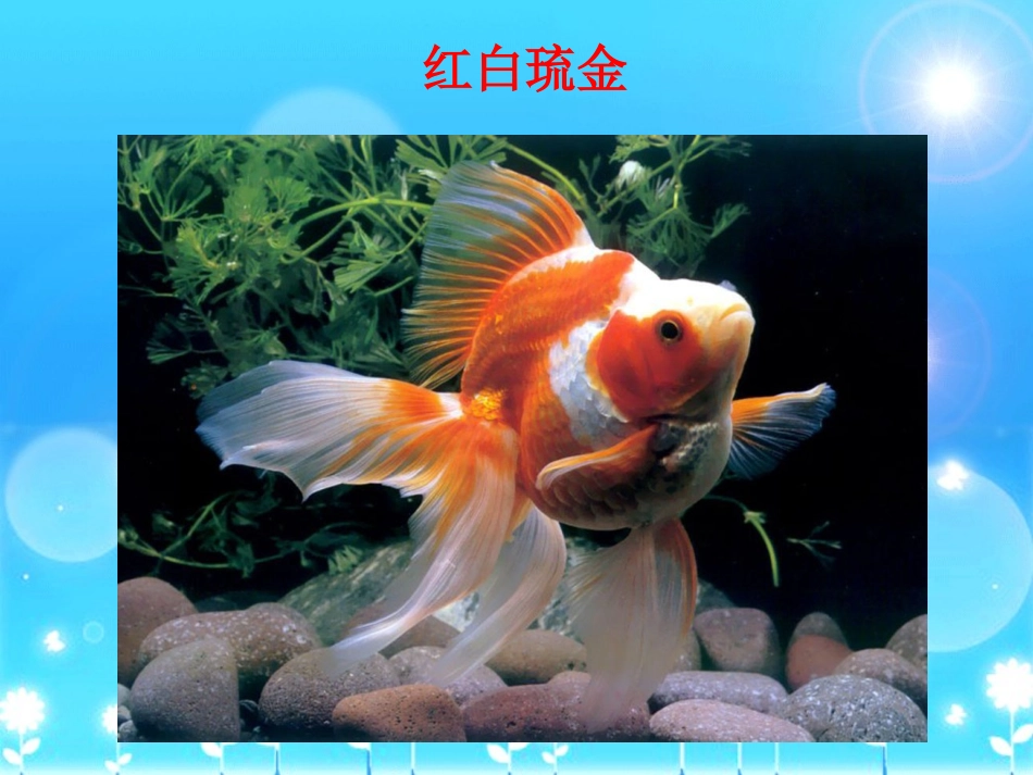 金鱼PPT课件。_第3页