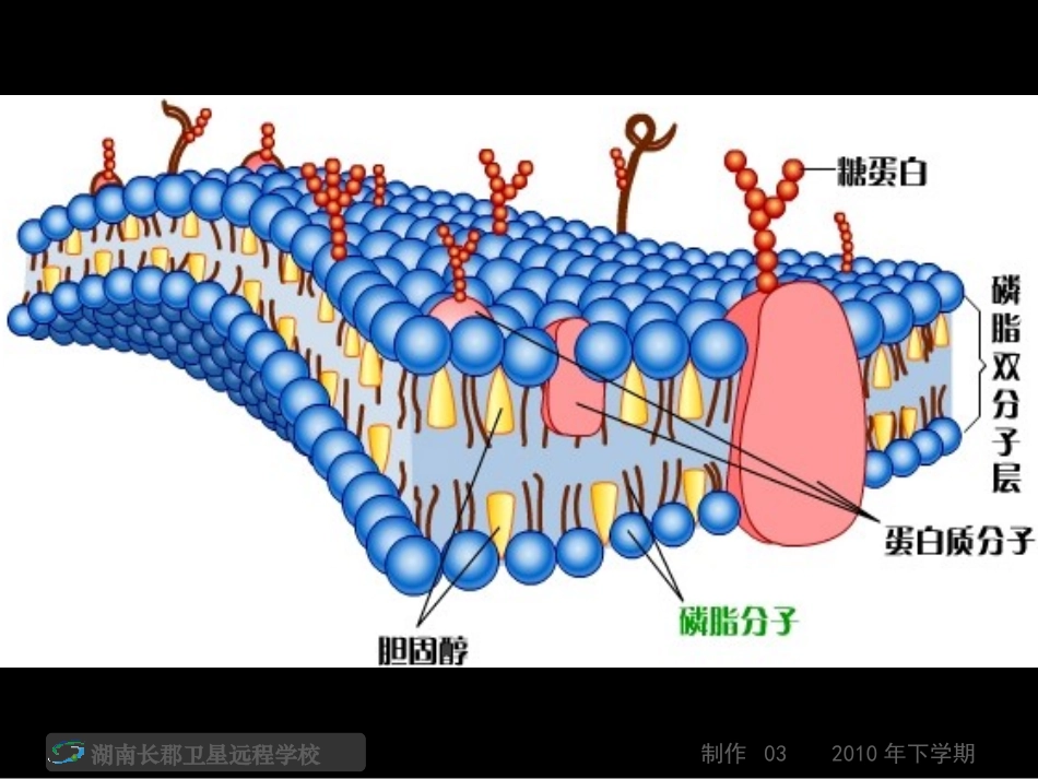 高一生物生物膜的流动镶嵌模型课件_第2页