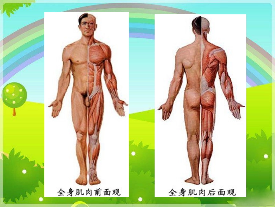 骨骼肌肉的保健课件_第3页