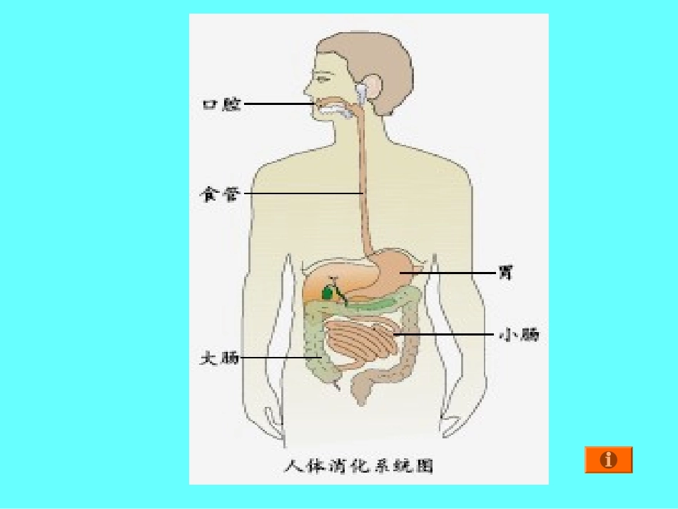 食物的消化课件_第3页
