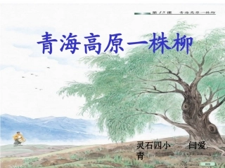 青海高原一株柳PPT