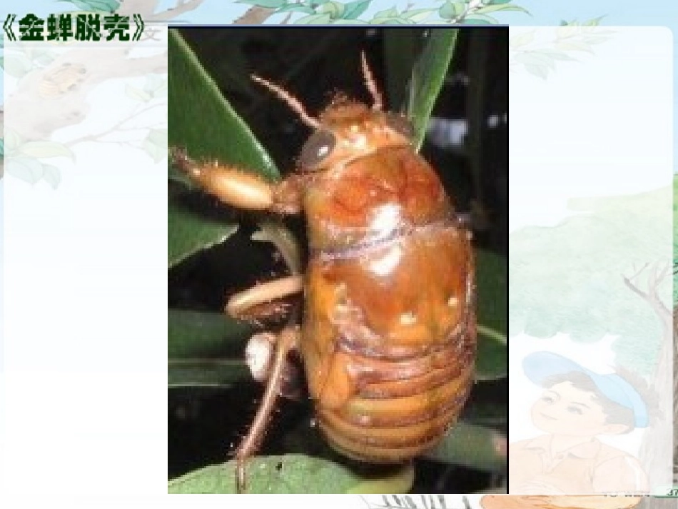 金蝉脱壳 课件_第2页