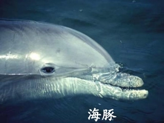 都市精灵课件