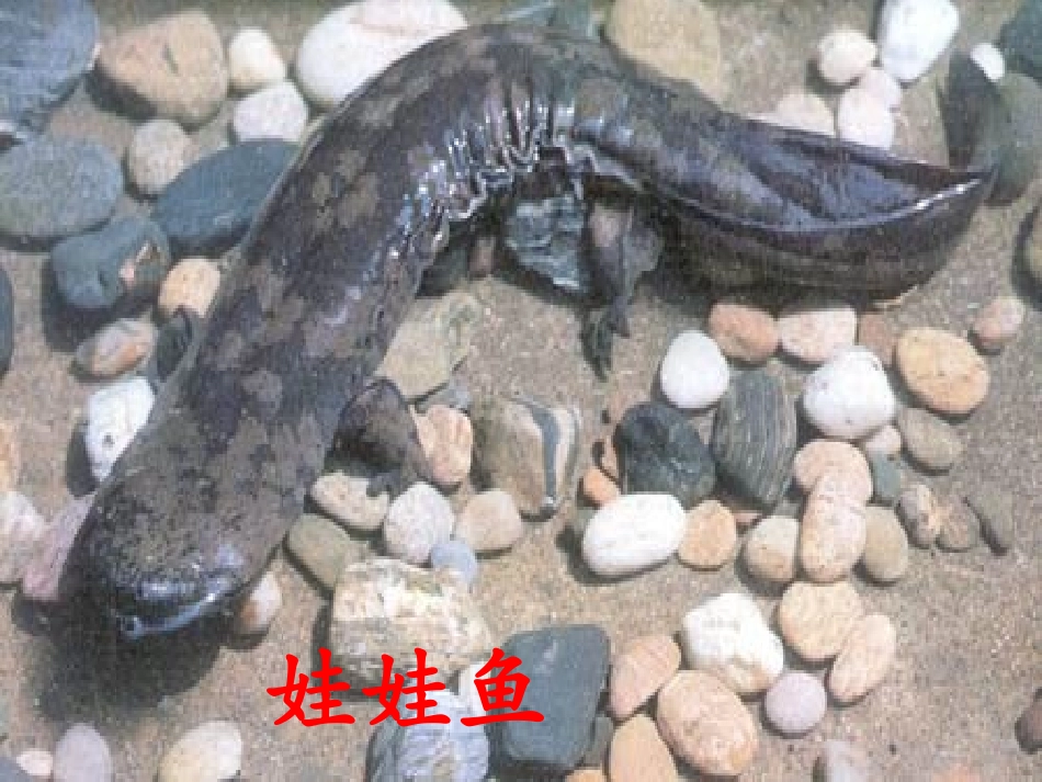 都市精灵课件 (2)_第3页