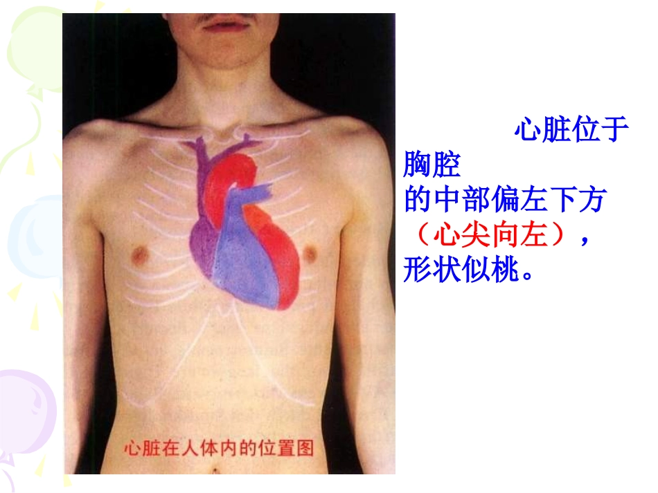 输送血液的泵心脏_第3页