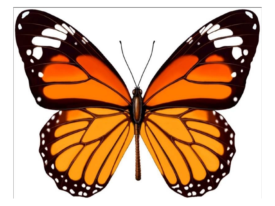 轴对称图形图形课件_第3页