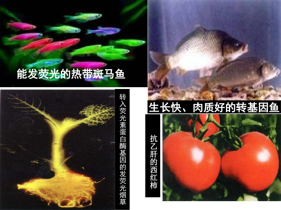 转基因生物的安全性_第3页