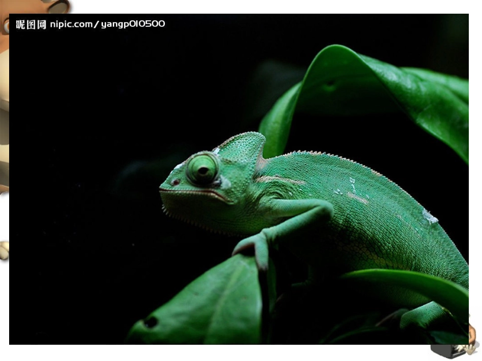 课件《动物的花衣裳》_第3页