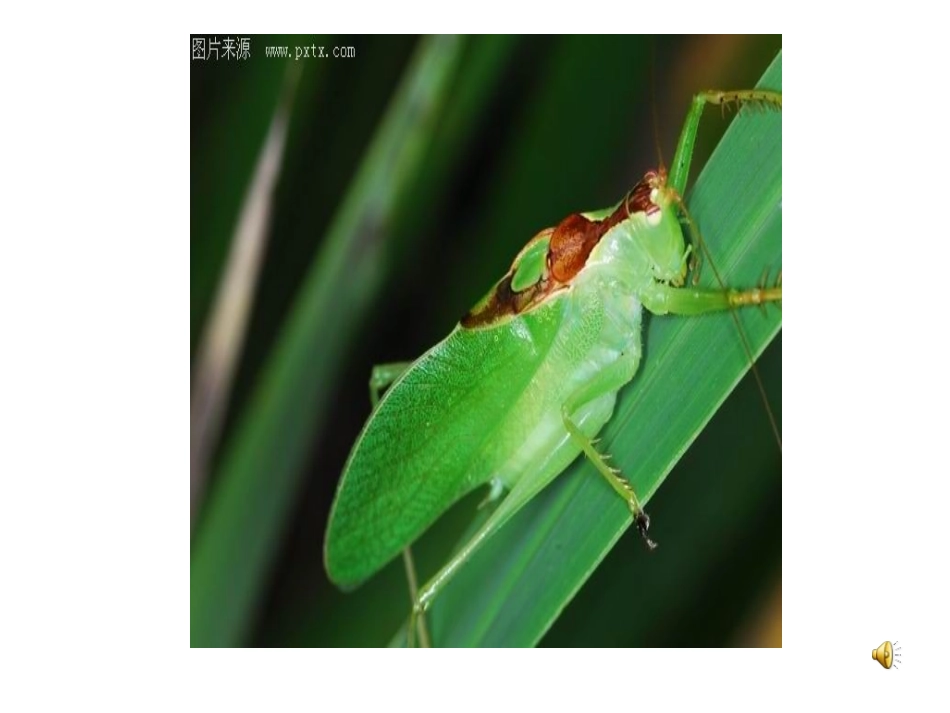 装满昆虫的口袋 (2)_第2页