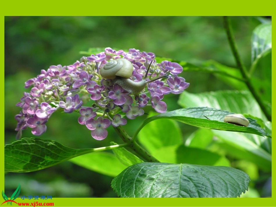 蜗牛的奖杯课件苏教版二年级语文下册课件_第2页