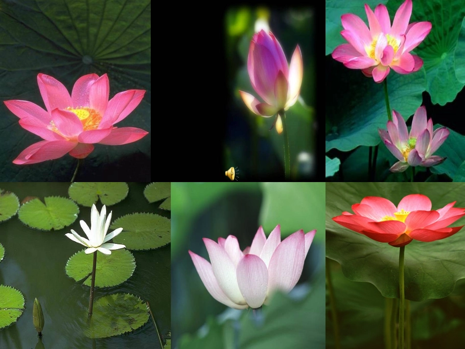 荷塘月色 (3)_第3页