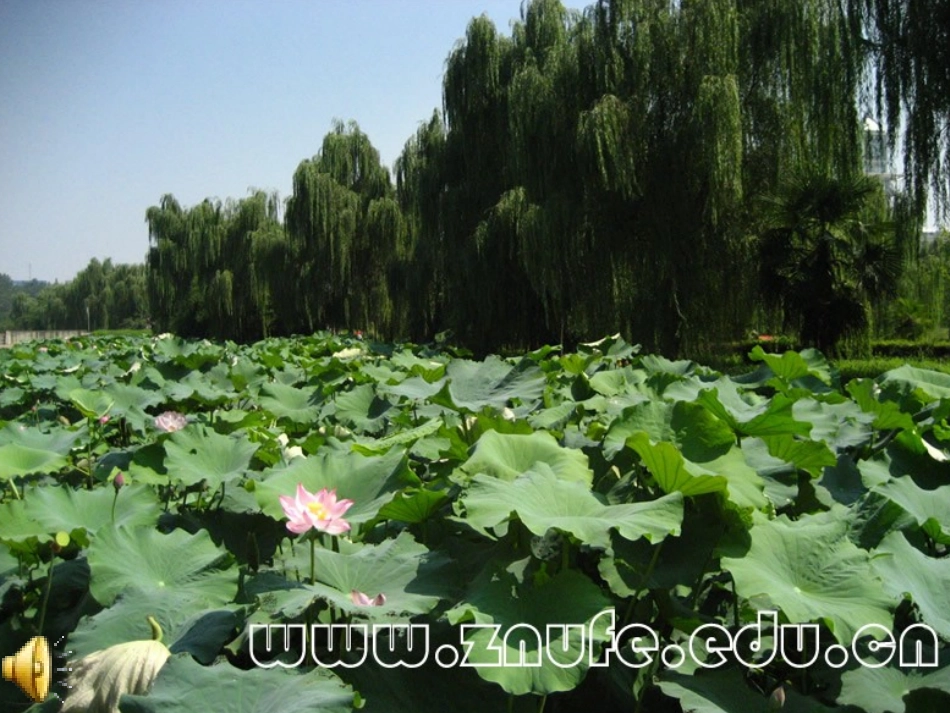 荷塘旧事课件_第2页