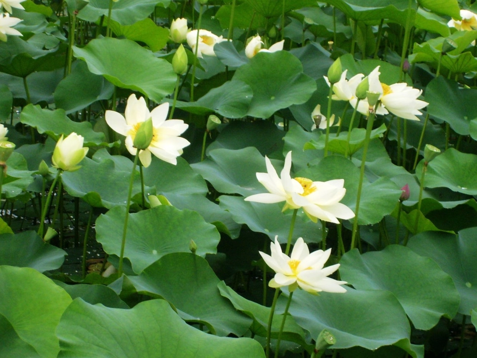 荷塘旧事课件_第3页