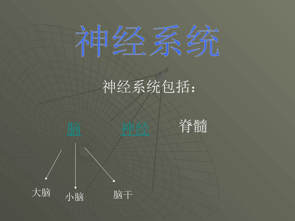 苏教版科学五年级下册《神经》课件_第1页