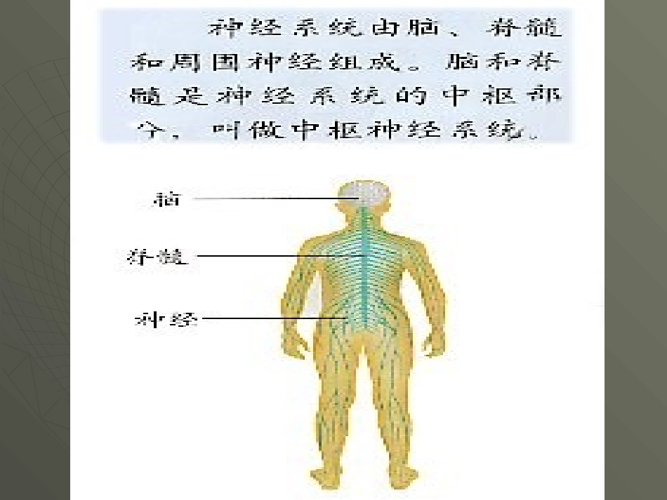 苏教版科学五年级下册《神经》课件_第2页