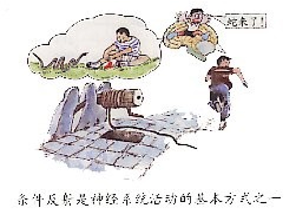 苏教版科学五年级下册《神经》课件_第3页