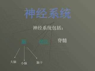 苏教版科学五年级下册《神经》课件