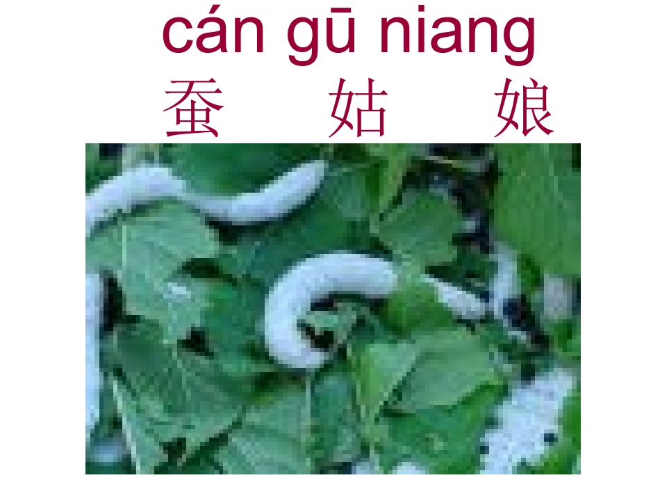 苏教版小学二年级语文蚕姑娘_第2页