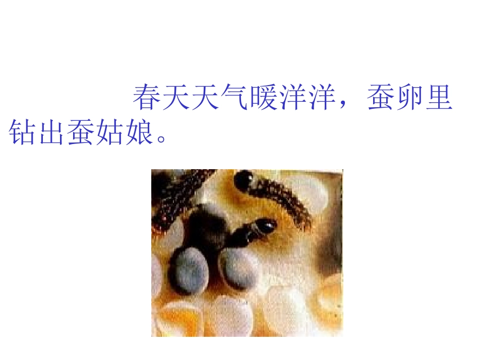 苏教版小学二年级语文蚕姑娘_第3页