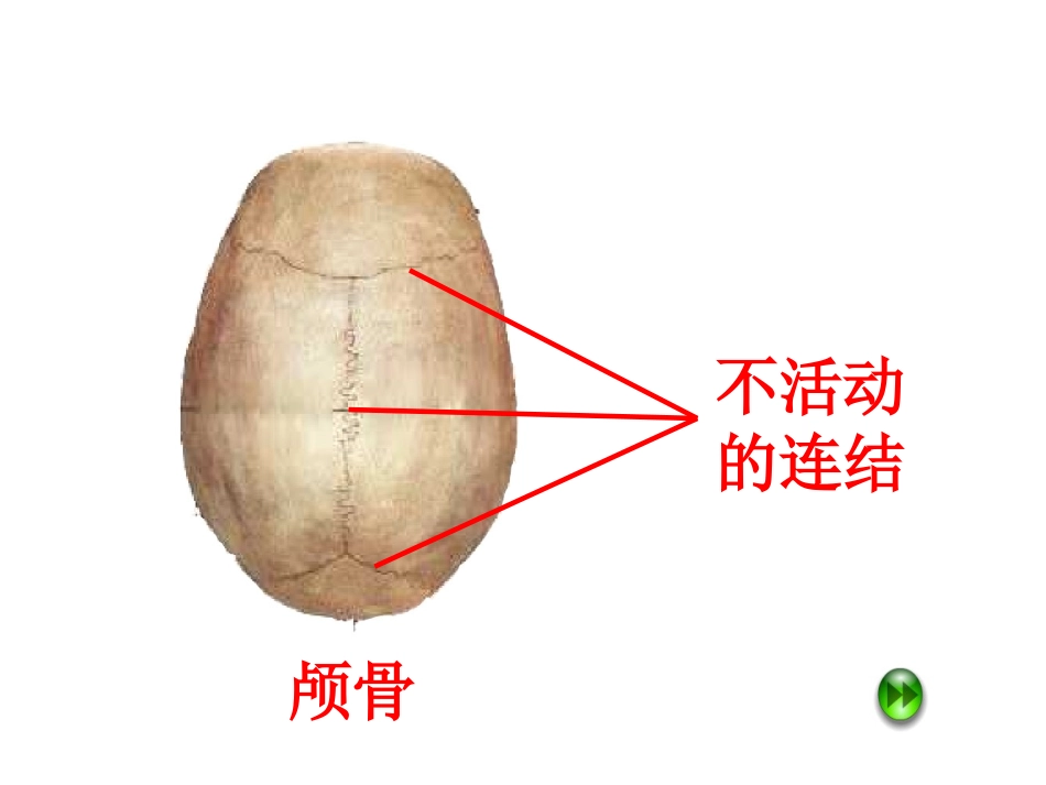 苏教版小学科学四年级下册《关节》PPT课件_第2页
