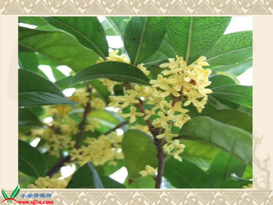 苏教版四年级语文上册《桂花雨》课件_第2页