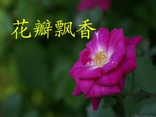 花瓣飘香 课件