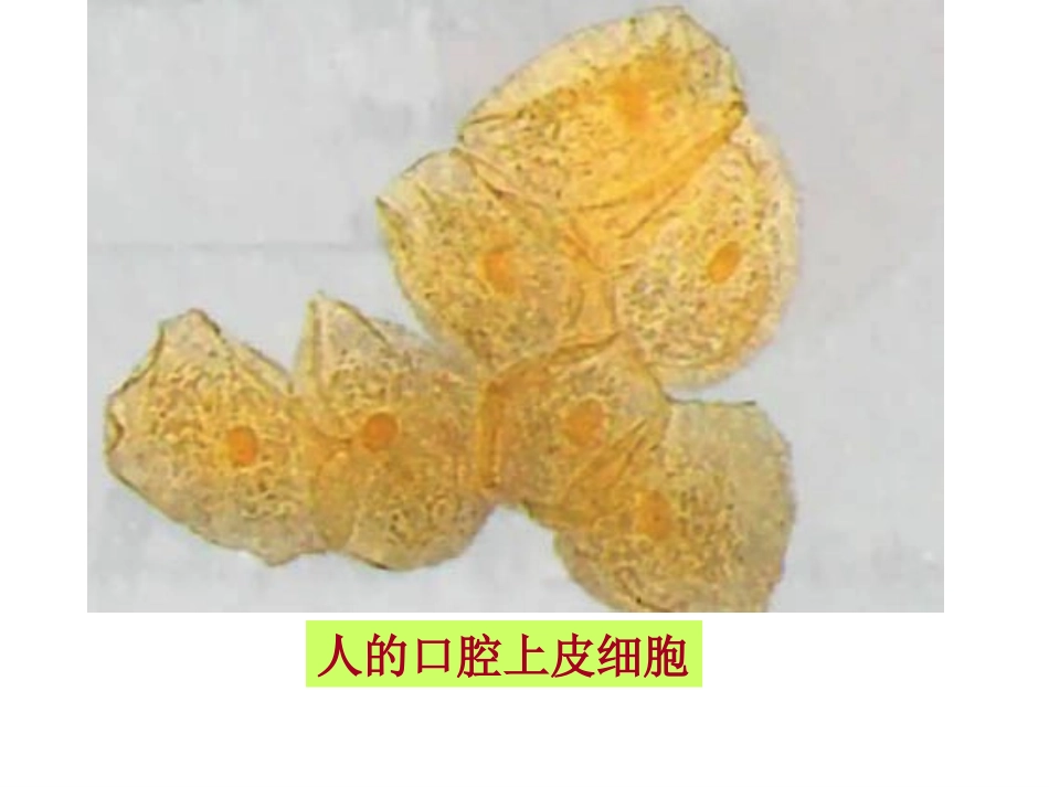 细胞的多样性和统一性 (2)_第2页