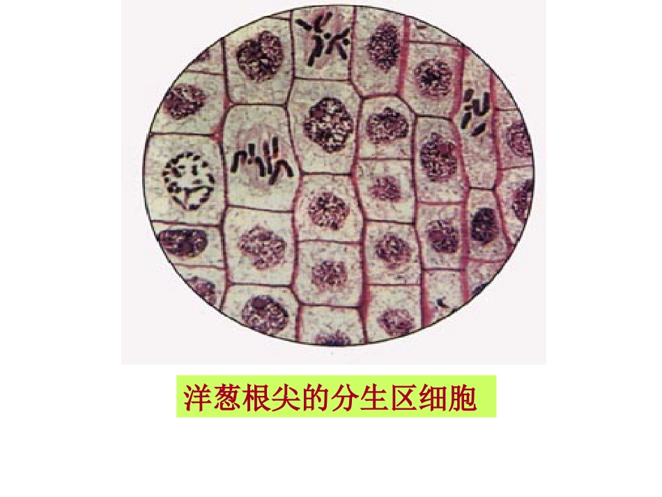 细胞的多样性和统一性 (2)_第3页