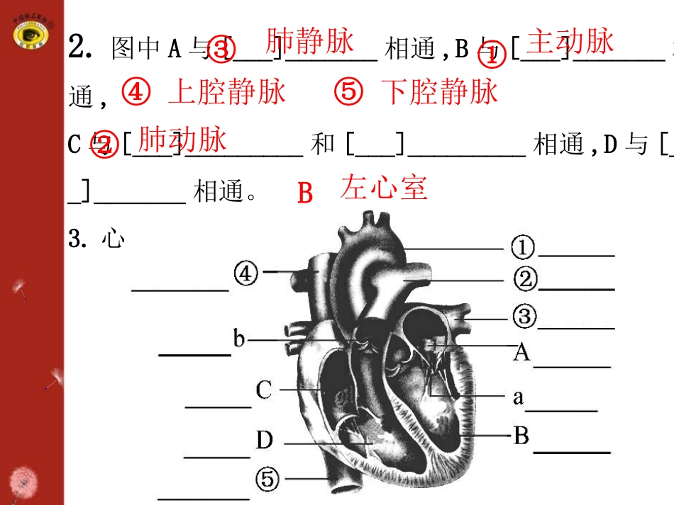 第十四讲人体内物质的运输(二)_第3页