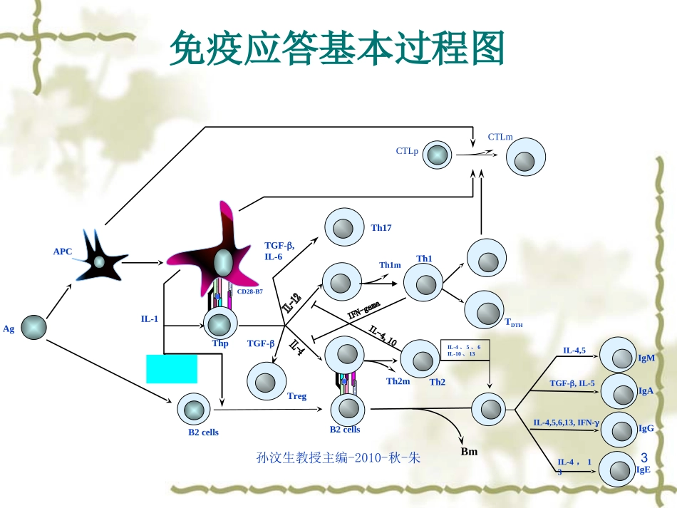 第十七章免疫调节_第3页