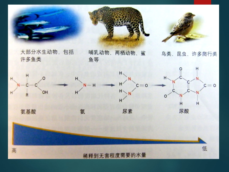 第五章人体内废物的排出_第3页
