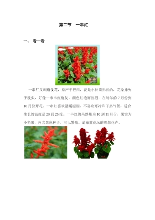 第二节一串红