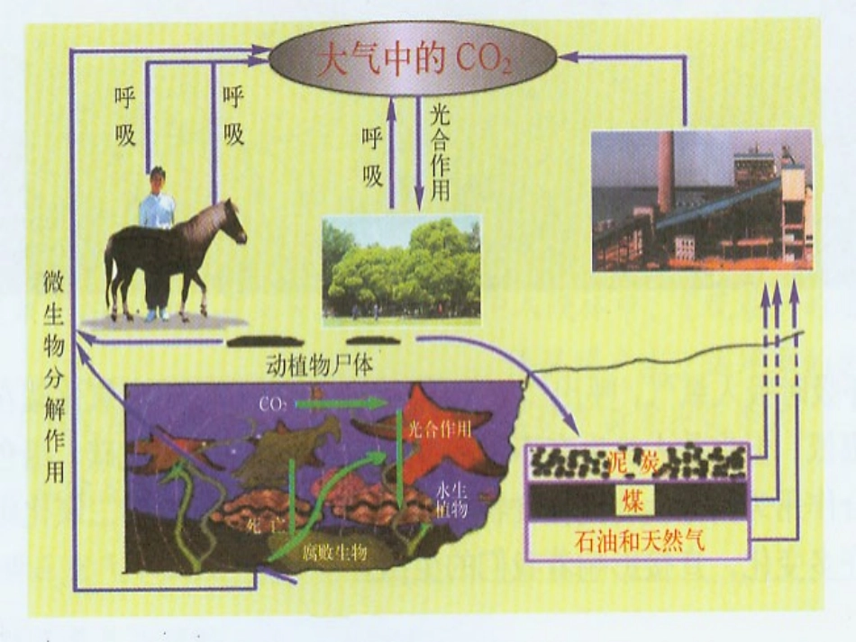 第二节奇妙的二氧化碳_第2页