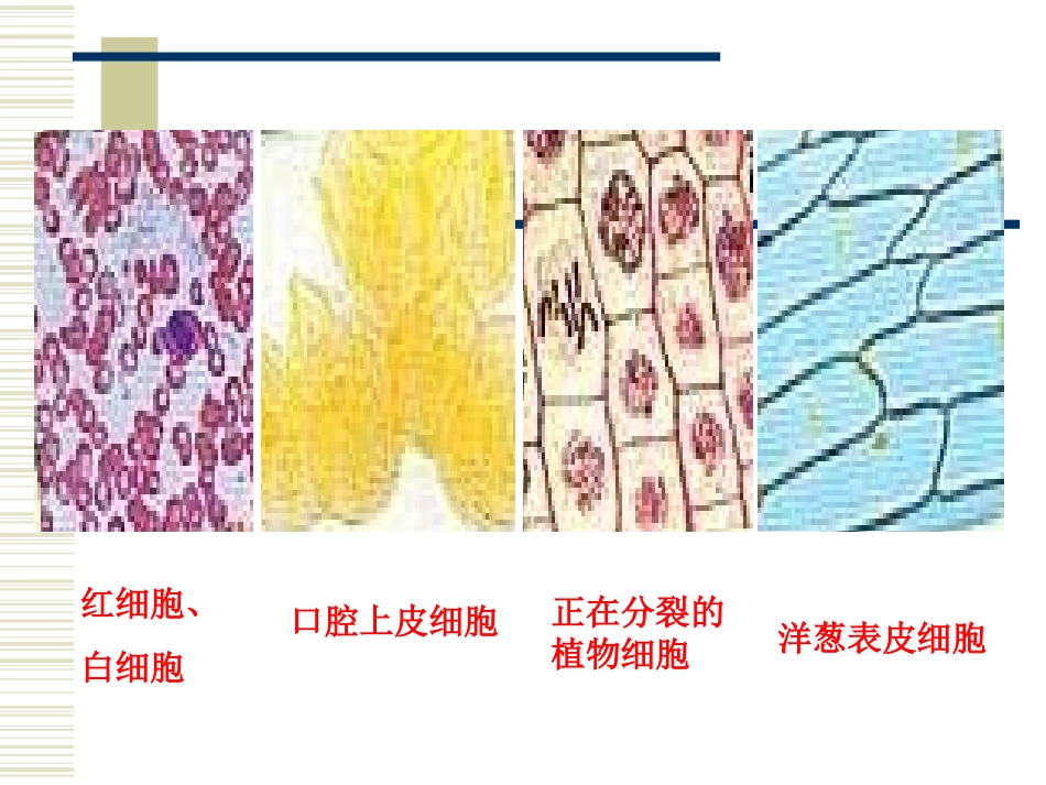 第二节细胞的多样性和统一性_第2页