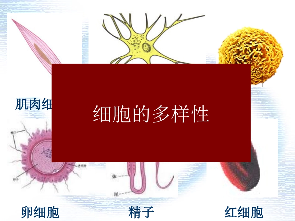 第二节细胞的多样性和统一性_第3页