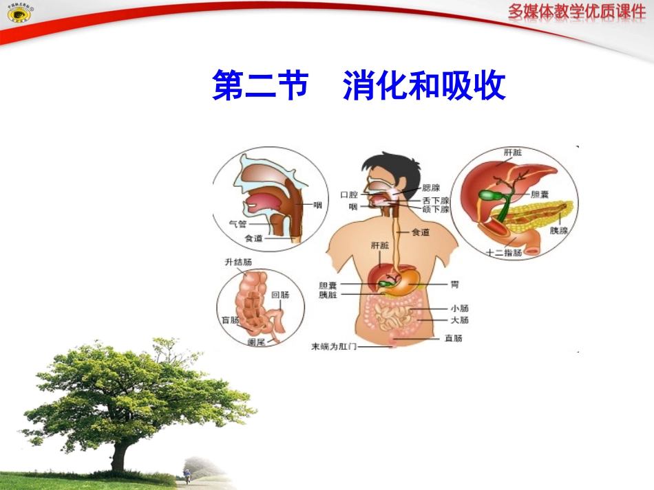 第二节消化和吸收_第1页