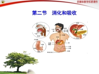 第二节消化和吸收