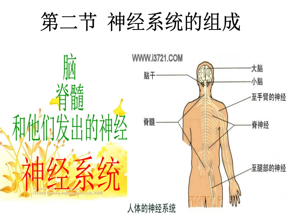 第二节_神经系统的组成_第2页