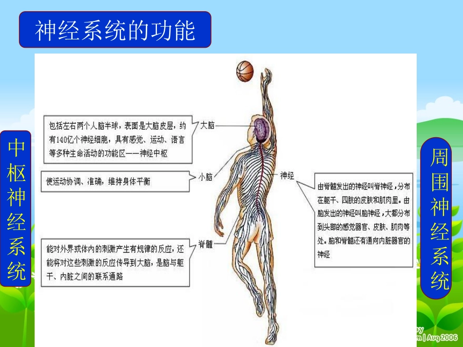 第二节_神经系统的组成_第3页