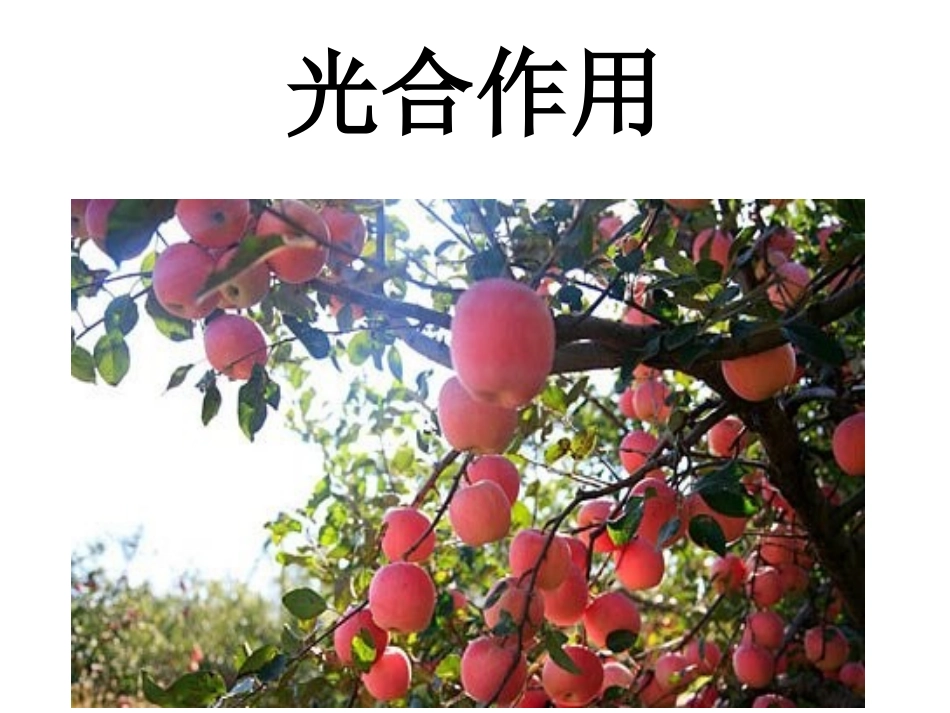 第一节+光合作用_第2页