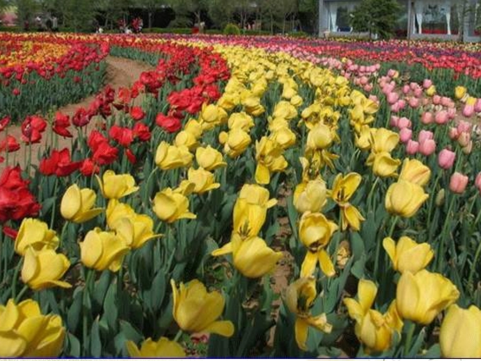 第7课时牧场之国_第2页