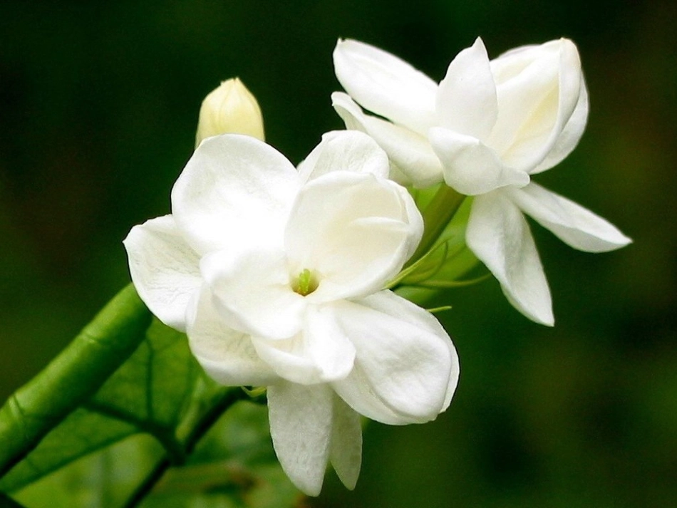 第4课芬芳茉莉_第2页