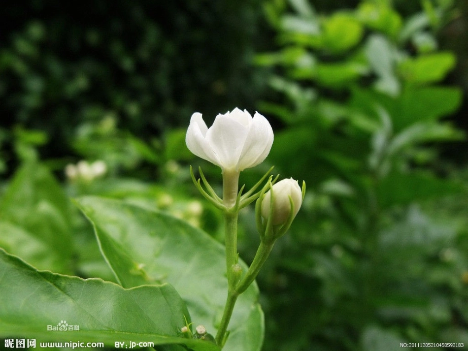 第4课芬芳茉莉_第3页
