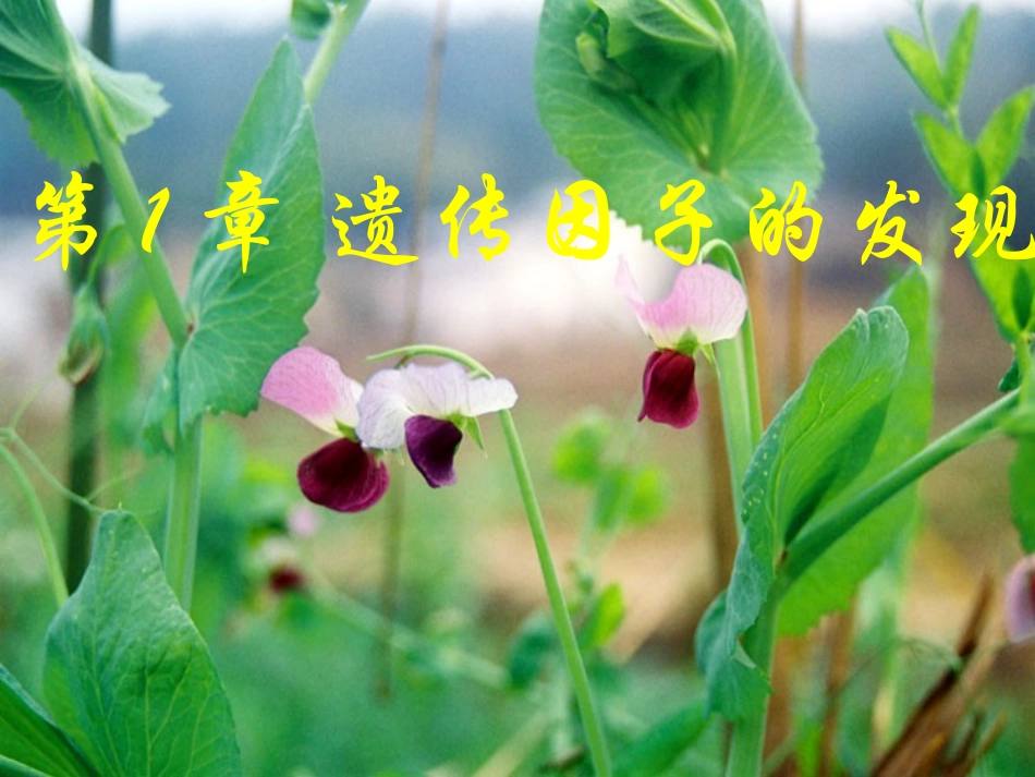 第1节孟德尔的豌豆杂交实验(一)_第1页